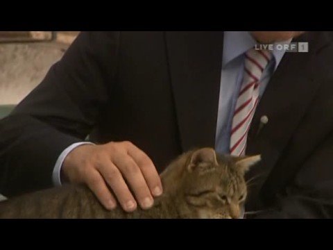 faymann und die katze