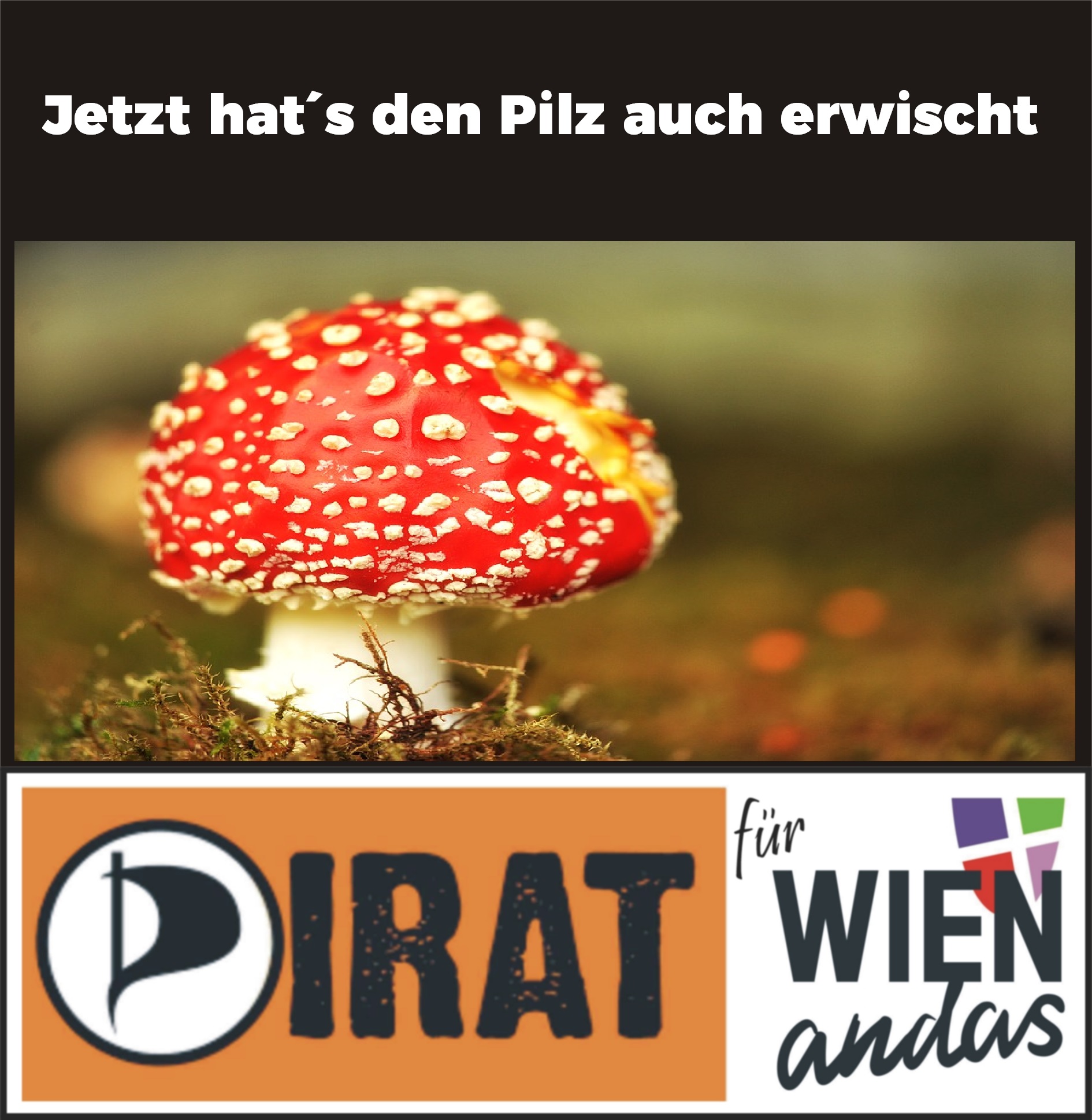 jetzt also auch der pilz!