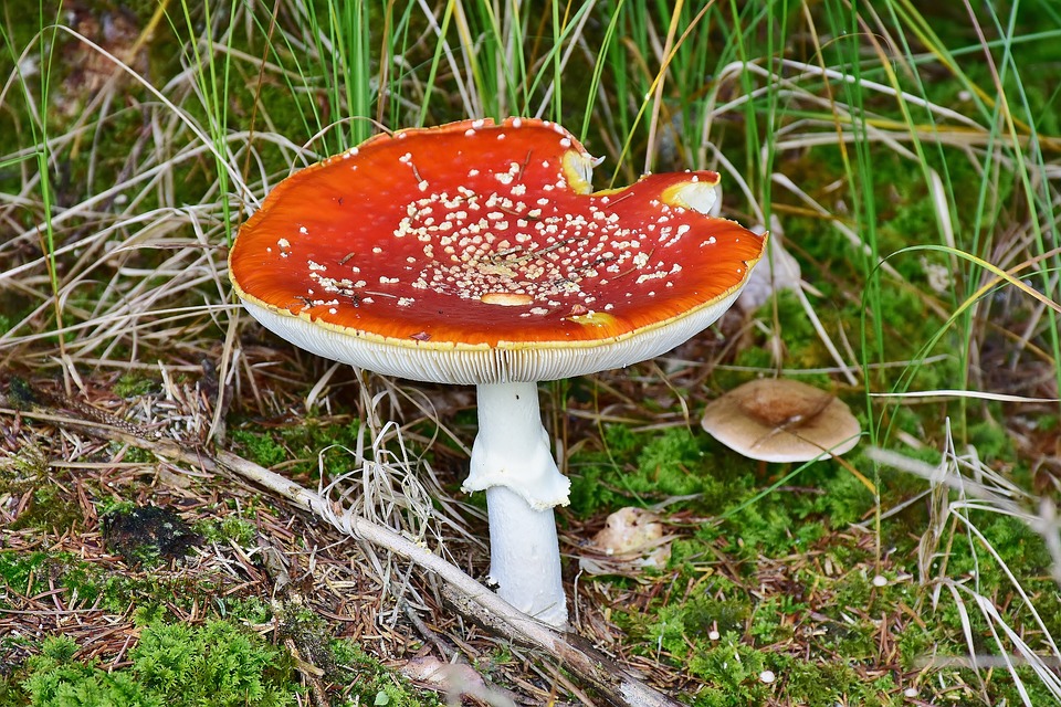 jetzt hat der pilz aber wirklich den scherm auf!