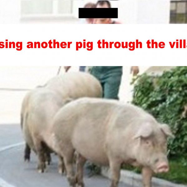 "Chasing another pig through the village."