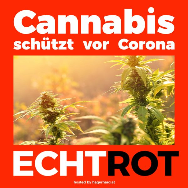 cannabis schützt - möglicherweise - vor coronavirus